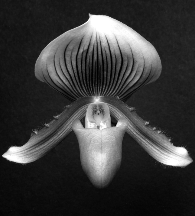 ����� � ����������� �������� ������� ���������� � ������� Chanel Nexus Hall