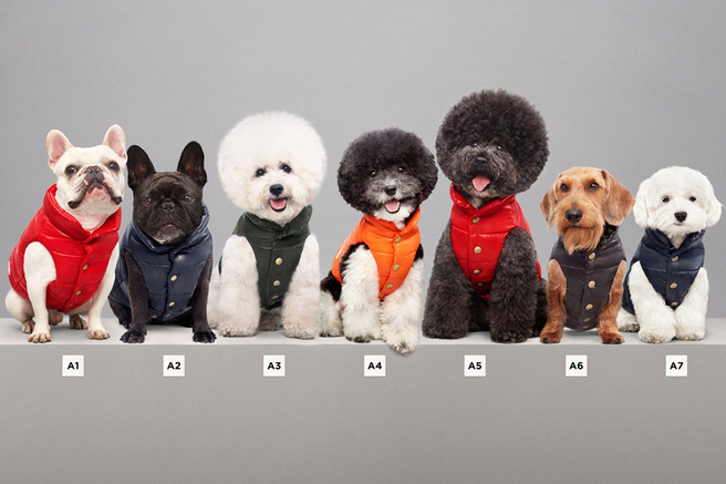 Moncler ��������� �������� ��� �����